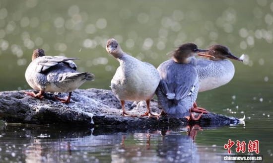 ���A��ɳ�����ԁ����w��ˮ��ʯ�^����Ϣ�����w��� �z